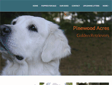 Tablet Screenshot of pinewoodacresgoldens.com